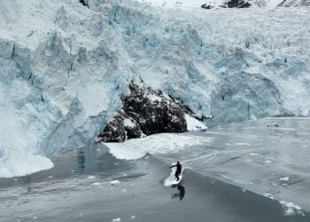 Para Ben Gravy uno de sus sueños de niño era surfear a pie de un glaciar, y lo ha conseguido en Alaska esperando el desprendimiento de hielo y la formación de una ola, la experiencia fue inolvidable.