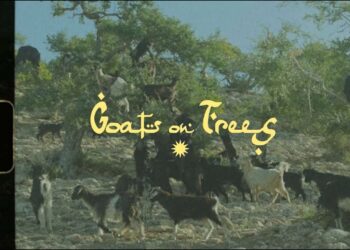 GOAT´S ON TREES