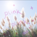 PLINK PLINK | Caitlin Simmers