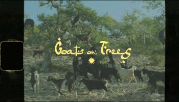 GOAT´S ON TREES