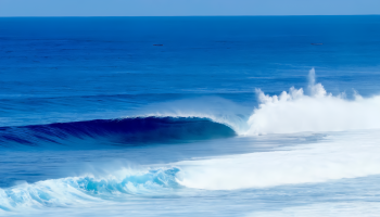 MENTAWAI'S_result